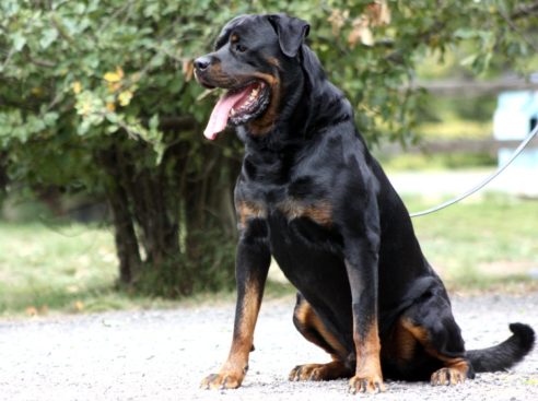 Breeding Working Rottweilers in Australia