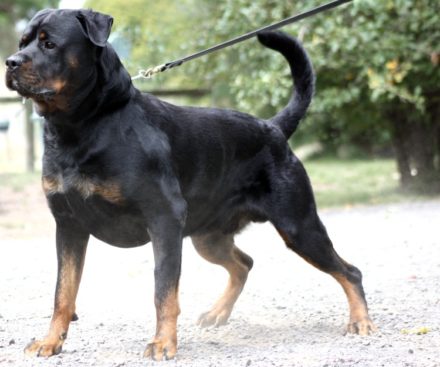 Breeding Working Rottweilers in Australia