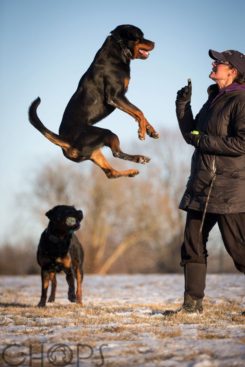 Breeding Working Rottweilers in Australia