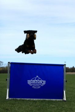 Breeding Working Rottweilers in Australia