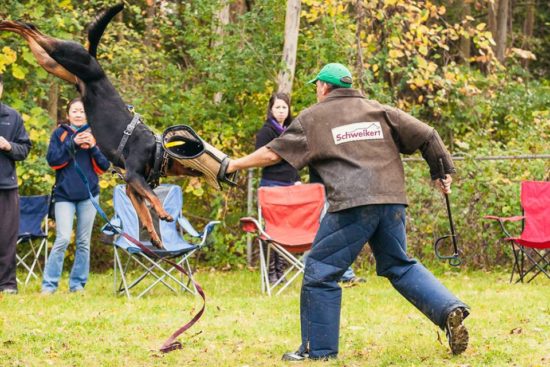 Breeding Working Rottweilers in Australia