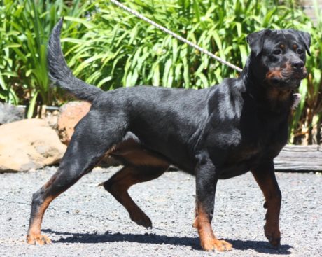 Breeding Working Rottweilers in Australia
