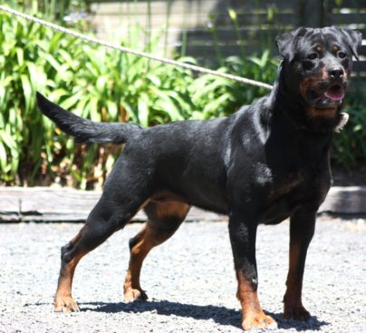 Breeding Working Rottweilers in Australia