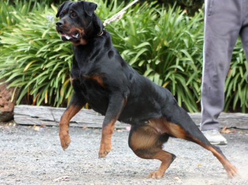 Breeding Working Rottweilers in Australia