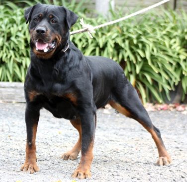 Breeding Working Rottweilers in Australia