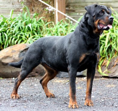 Breeding Working Rottweilers in Australia