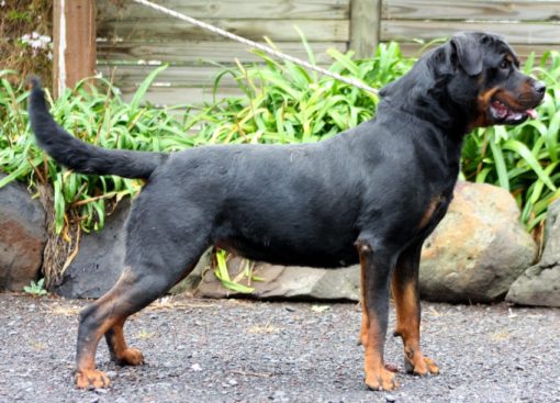 Breeding Working Rottweilers in Australia