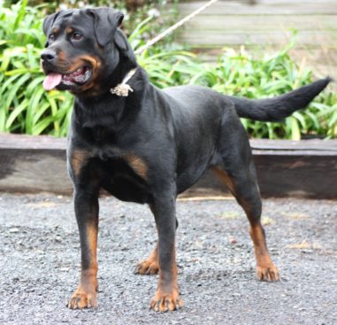 Breeding Working Rottweilers in Australia