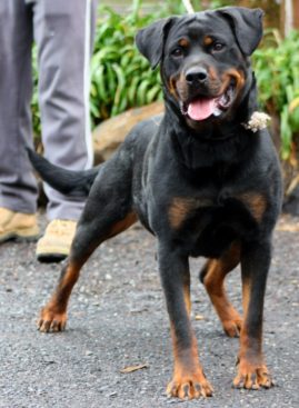 Breeding Working Rottweilers in Australia