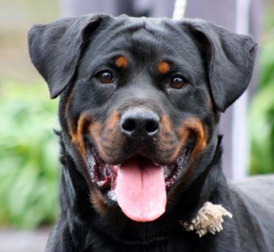 Breeding Working Rottweilers in Australia