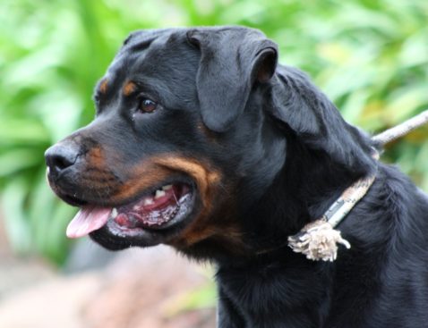 Breeding Working Rottweilers in Australia