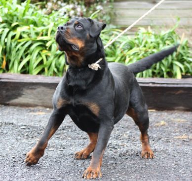 Breeding Working Rottweilers in Australia