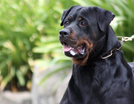 Breeding Working Rottweilers in Australia