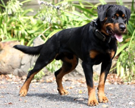 Breeding Working Rottweilers in Australia