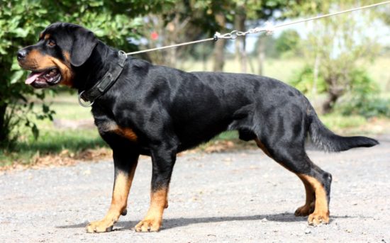 Breeding Working Rottweilers in Australia