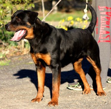 Breeding Working Rottweilers in Australia