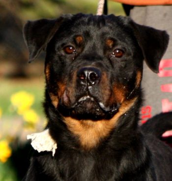 Breeding Working Rottweilers in Australia