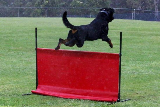 Breeding Working Rottweilers in Australia