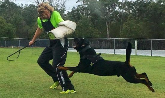 Breeding Working Rottweilers in Australia