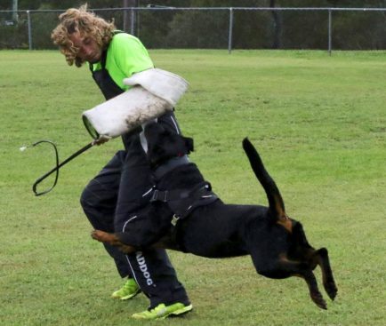 Breeding Working Rottweilers in Australia