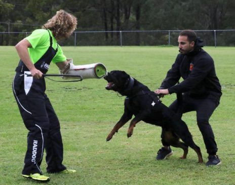 Breeding Working Rottweilers in Australia