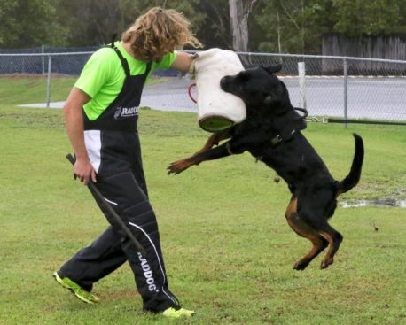 Breeding Working Rottweilers in Australia