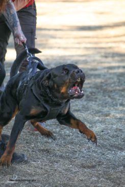 Breeding Working Rottweilers in Australia