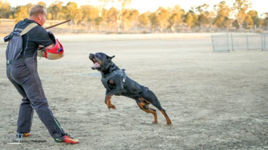 Breeding Working Rottweilers in Australia