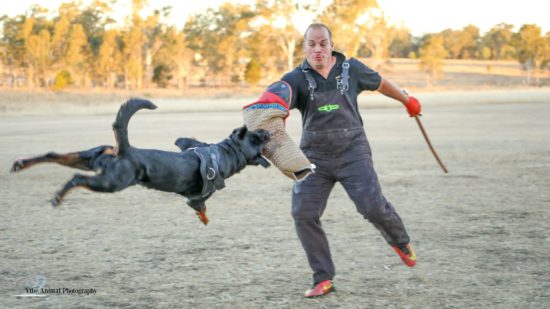 Breeding Working Rottweilers in Australia
