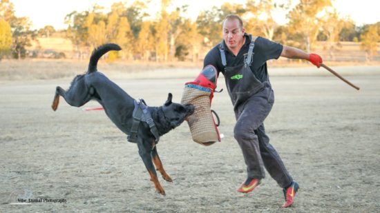 Breeding Working Rottweilers in Australia