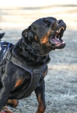 Breeding Working Rottweilers in Australia