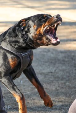 Breeding Working Rottweilers in Australia