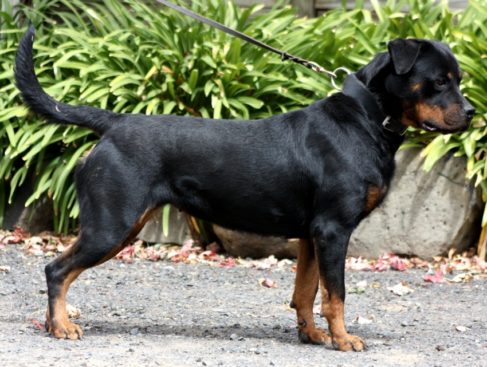 Breeding Working Rottweilers in Australia