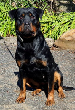 Breeding Working Rottweilers in Australia