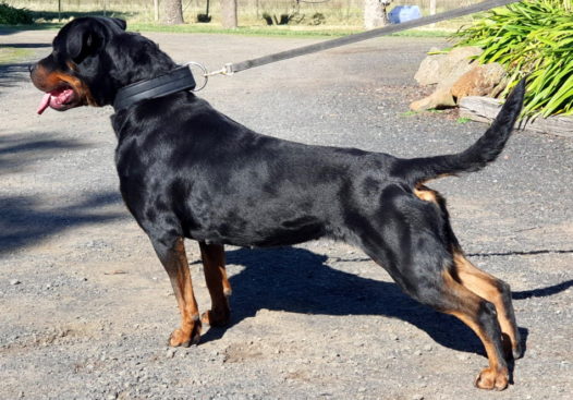 Breeding Working Rottweilers in Australia