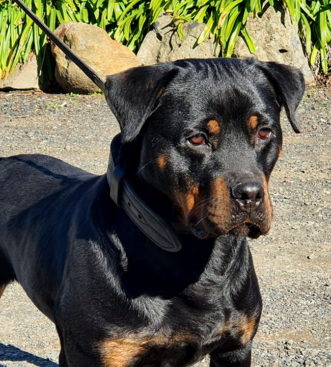 Breeding Working Rottweilers in Australia