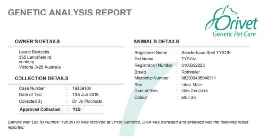 Breeding Working Rottweilers in Australia