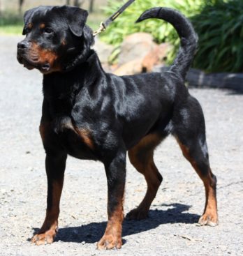 Breeding Working Rottweilers in Australia