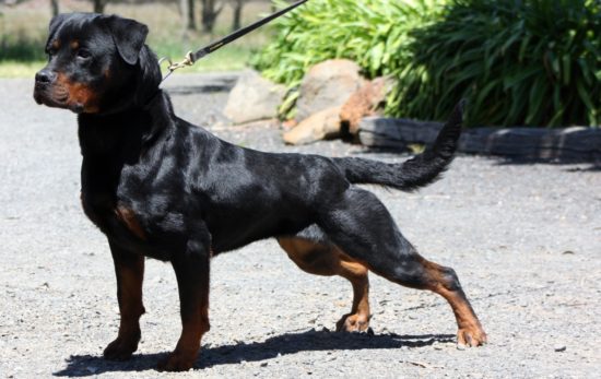 Breeding Working Rottweilers in Australia