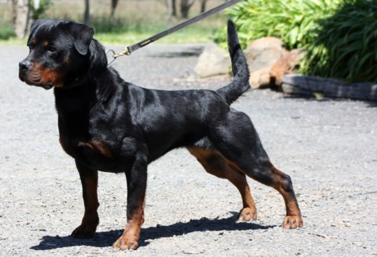 Breeding Working Rottweilers in Australia