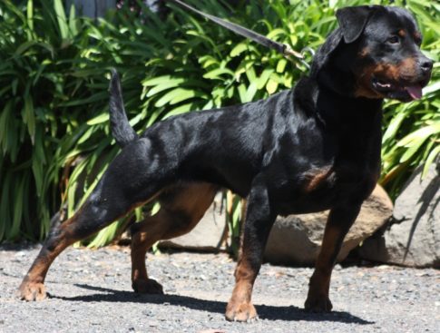 Breeding Working Rottweilers in Australia