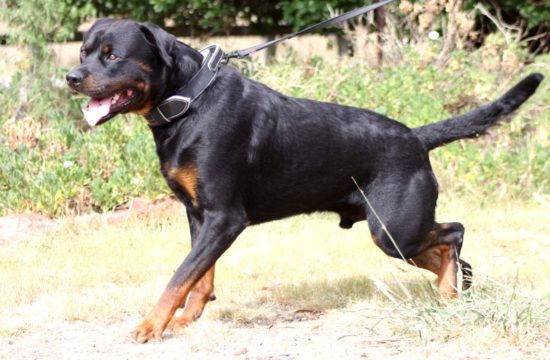 Breeding Working Rottweilers in Australia