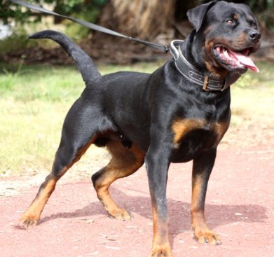 Breeding Working Rottweilers in Australia