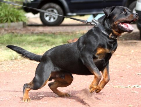 Breeding Working Rottweilers in Australia