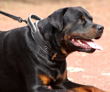 Breeding Working Rottweilers in Australia