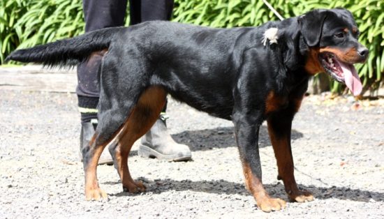 Breeding Working Rottweilers in Australia