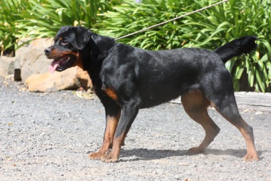 Breeding Working Rottweilers in Australia