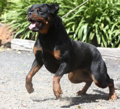 Breeding Working Rottweilers in Australia