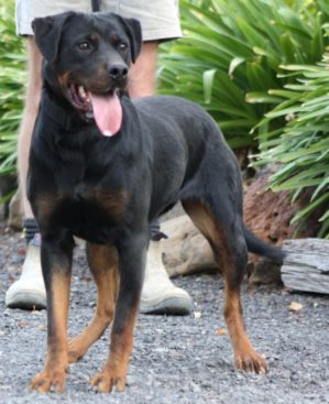 Breeding Working Rottweilers in Australia