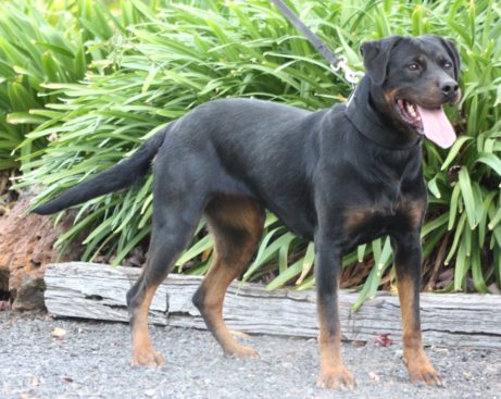 Breeding Working Rottweilers in Australia